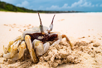 Grumpy Looking Crab Walking on Sandy Beach of Okinawa Japan