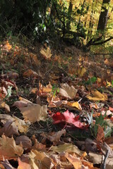 カナダのトロント郊外のハートレーク保護公園　Heart Lake Conservation Park