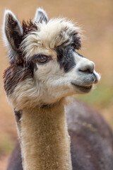 Alpaca posing for the camera in the mountains of North Carolina.