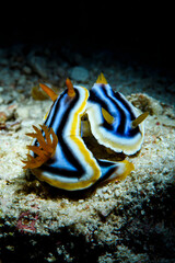 Psychedelic colorful nudibranch sea critter underwater in Japan