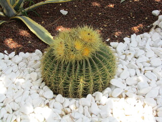 cactus in the garden