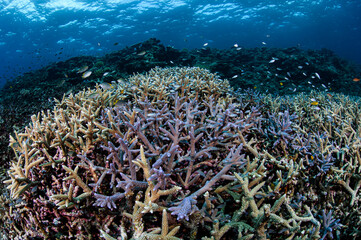 Naklejka na ściany i meble Beautiful Colorful Rich Coral Reefs of Yabiji Miyako Island Okinawa in Crystal Clear Water