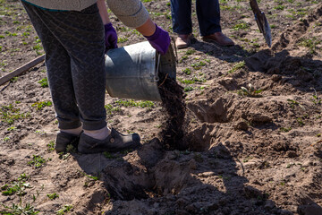 Fototapeta premium Senior woman planting potatoes at garden or farm.