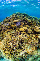 Fototapeta na wymiar Beautiful Colorful Rich Coral Reefs of Yabiji Miyako Island Okinawa in Crystal Clear Water