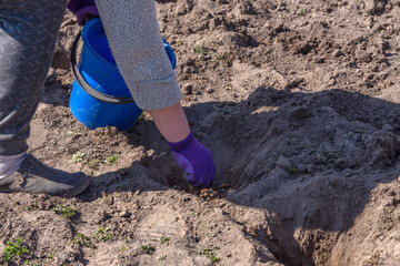 Senior woman planting potatoes at garden or farm.