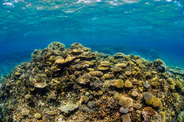 Obraz premium Beautiful Colorful Rich Coral Reefs of Yabiji Miyako Island Okinawa in Crystal Clear Water