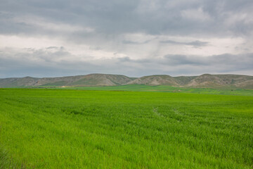 Springtime, field of young green wheat, plain and distant mountains on horizon