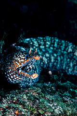 Naklejka na ściany i meble Face and Open Mouth of Dragon Moray Eel Underwater in Chiba, Japan