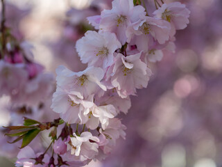 View of pink cherry blossoms in spring in Kungsträdgården, Stockholm, Sweden