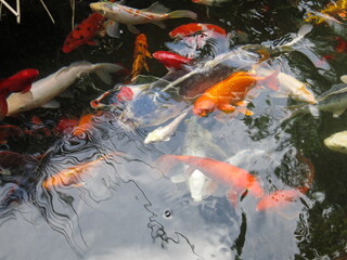 the colorful Cyprinus carpio are swimming in the koi pound close-up 
