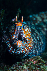 Face and Open Mouth of Dragon Moray Eel Underwater in Chiba, Japan