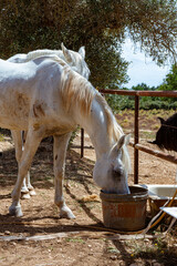  Caballos árabes blancos de pura sangre en establecimiento rural