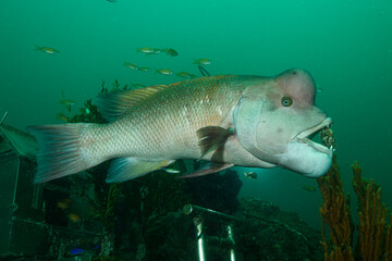 Portrait Close up Fish Face Asian Sheepshead Wrasse Underwater in Chiba, Japan