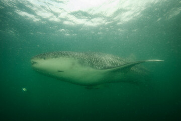 Gentle Giant Whale Shark Swimming underwater in Chiba, Japan