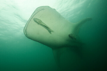 Fototapeta premium Gentle Giant Whale Shark Swimming underwater in Chiba, Japan