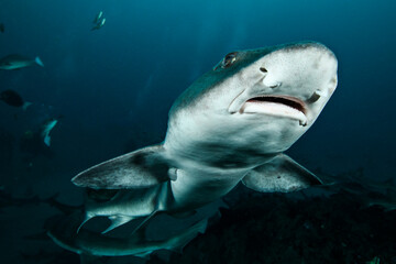 Naklejka premium frenzy of banded hound sharks swimming underwater in chiba, japan