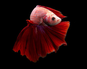 red fish isolated on black