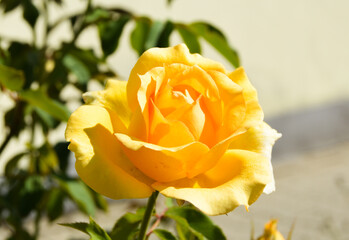 Lemon Delight Yellow Rose