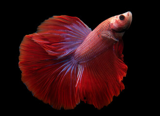 red fish on black background