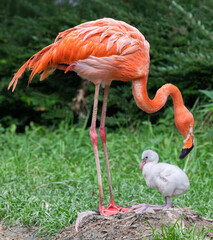 A chick and its mother (American Flamingo - Phoenicopterus ruber) 