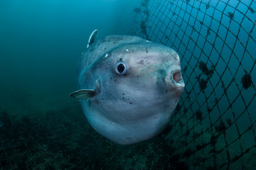 Ocean Sunfish Mola Mola Swimming Underwater in Fish Net