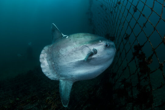 Ocean Sunfish Mola Mola Swimming Underwater in Fish Net