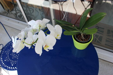 Orchidée blanche en fleurs sur une table bleue 1