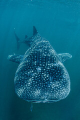 Gentle Giant Whale Shark Swimming underwater in Chiba, Japan