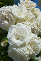 White  Roses