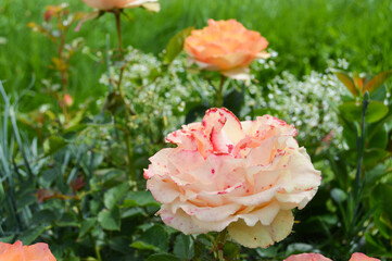 White Rose Red dots
