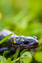 Spotted Salamander (Ambystoma maculatum) in clover and grass with negative space for copy