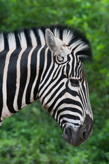 Zebra on Taman Safari, Bogor, Indonesia