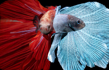 red and blue siamese fighting fish