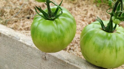 Two green tomatoes