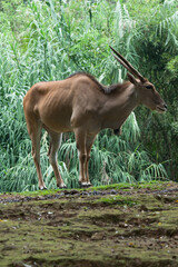Impala on Taman Safari, Bogor, Indonesia