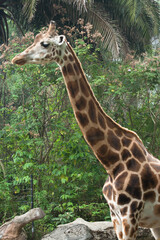 Giraffe on Taman Safari, Bogor, Indonesia