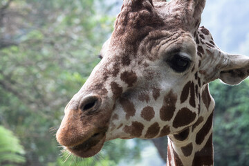 Giraffe on Taman Safari, Bogor, Indonesia