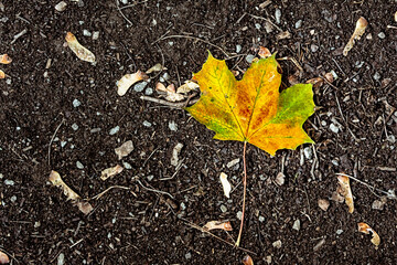 Fallen orange maple leaf isolated on the ground