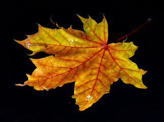 Orange maple leaf isolated on black background