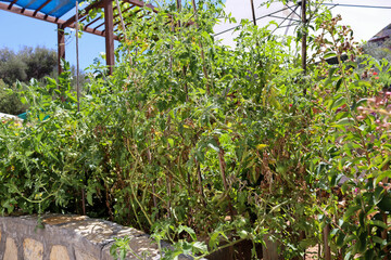 garden with plants