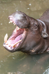 Hippo on Taman Safari, Bogor, Indonesia