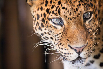 Leopard on Taman Safari, Bogor, Indonesia