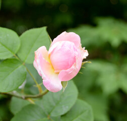 Pink Rose