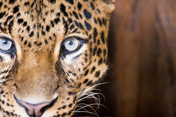 Fototapeta na wymiar Leopard on Taman Safari, Bogor, Indonesia