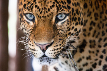 Fototapeta na wymiar Leopard on Taman Safari, Bogor, Indonesia