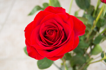 Red Rose