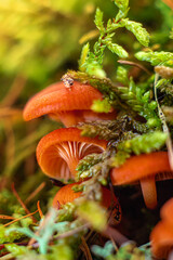 Young, early mushrooms in the Siberian forest, making their way through the moss