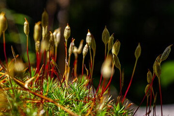 young shoots making their way through the moss. Bright saturated colors, summer forest of Siberia