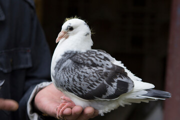 A young thoroughbred sport pigeon in the hands of a man.
