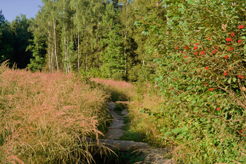 A path in thick grass on the border of forest and field